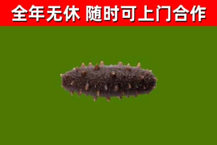 仪陇回收海参干